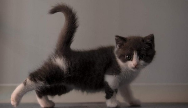 FOTOS: Así es Ajo, el primer gatito clonado en China