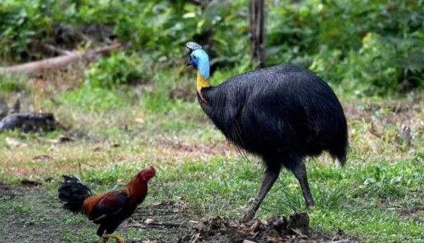 Cinco aves peligrosas para los humanos: algunas han llegado a matar