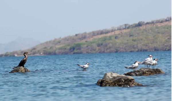 Aves adornan el mar pacífico