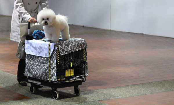 Las divertidas fotos del concurso Westminster Dog Show en Nueva York