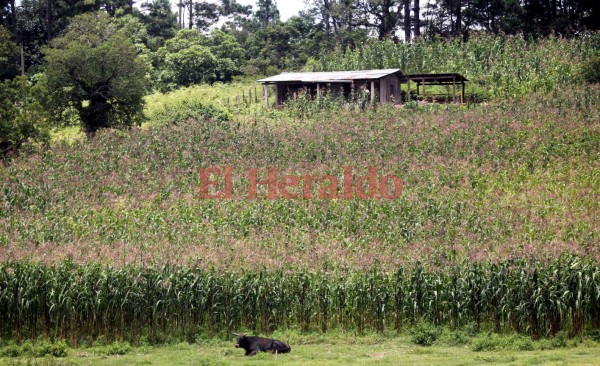 FOTOS: Así es la vida en Nahuaterique, a 25 años de la sentencia de La Haya