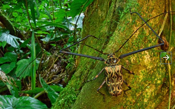 FOTOS: Los exóticos animales que se creían extintos y fueron encontrados en Honduras