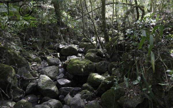 15 mil pinos son cortados diriamente en la capital por plaga del gorgojo