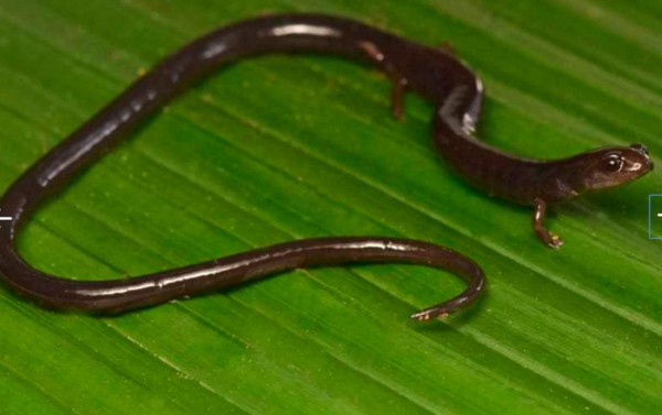 FOTOS: Los exóticos animales que se creían extintos y fueron encontrados en Honduras