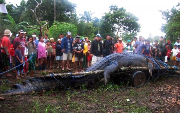 Lolong: La historia del cocodrilo más grande del mundo en cautiverio