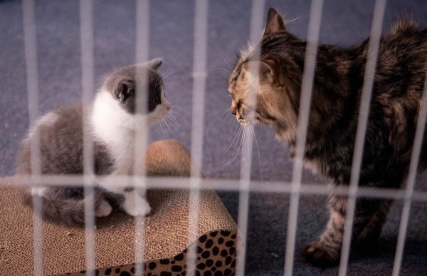 FOTOS: Así es Ajo, el primer gatito clonado en China