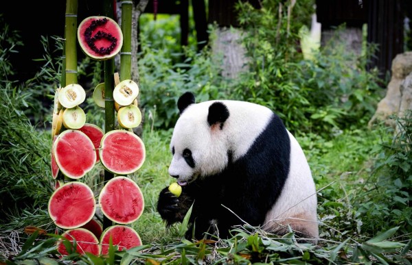 FOTOS: Los hermosos pandas gigantes gemelos que nacieron en Bélgica