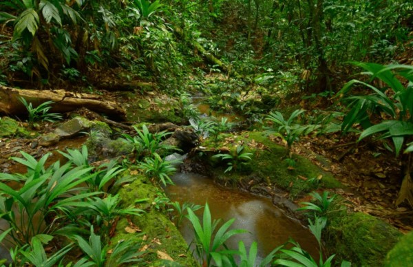 FOTOS: Los exóticos animales que se creían extintos y fueron encontrados en Honduras