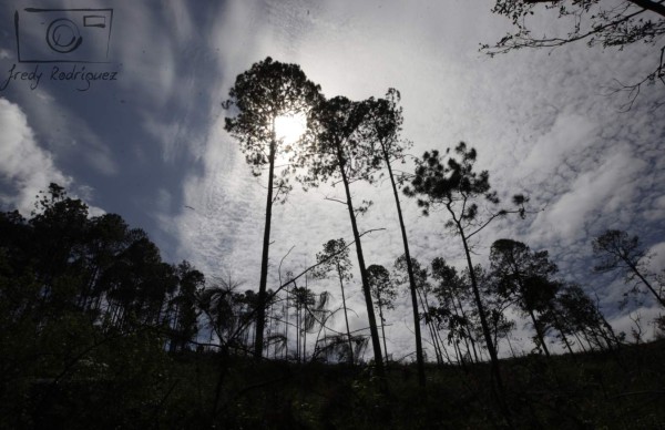 15 mil pinos son cortados diriamente en la capital por plaga del gorgojo