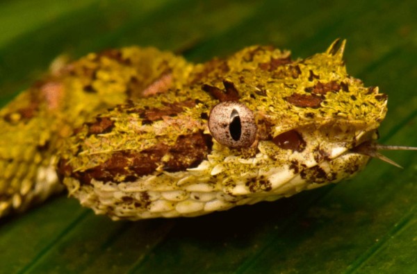 FOTOS: Los exóticos animales que se creían extintos y fueron encontrados en Honduras