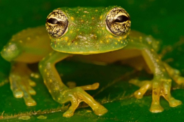 FOTOS: Los exóticos animales que se creían extintos y fueron encontrados en Honduras