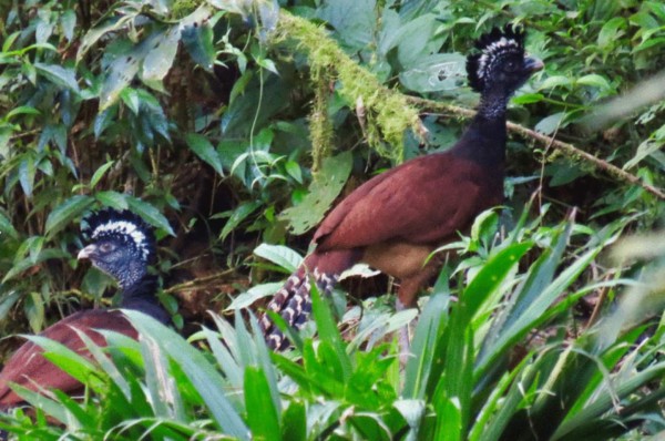 FOTOS: Los exóticos animales que se creían extintos y fueron encontrados en Honduras