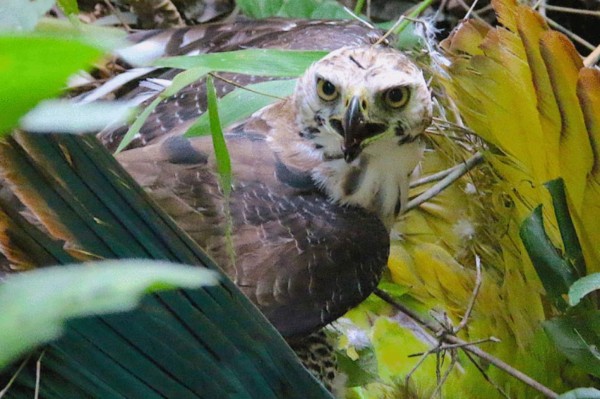 FOTOS: Los exóticos animales que se creían extintos y fueron encontrados en Honduras