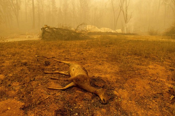 Cenizas, humo y estructuras carbonizadas: Incendio en California sigue creciendo (FOTOS)