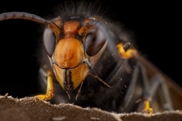 Datos que debe saber de la avispa asiática gigante que mantiene en alerta a Honduras