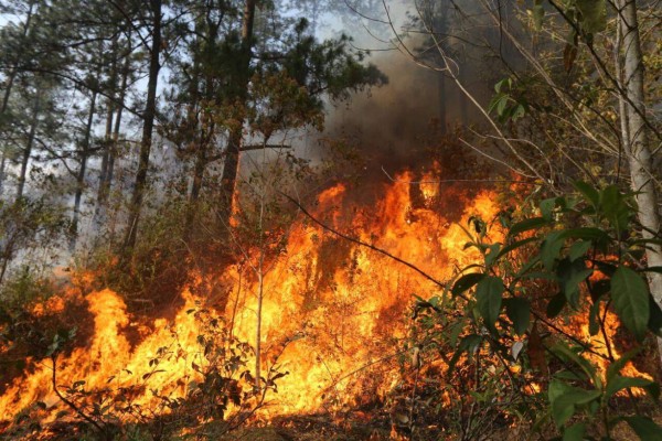 Bomberos combaten nuevo incendio en la parte baja de El Hatillo, salida a Olancho