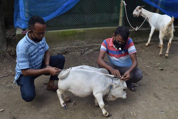 Rani, la vaca más enana del mundo que provoca sensación en Bangladés (FOTOS)