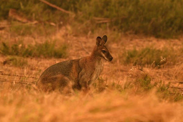 Bomberos desesperados, mientras los animales huyen: el drama de los incendios en Australia