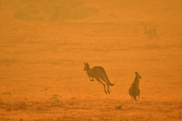 Bomberos desesperados, mientras los animales huyen: el drama de los incendios en Australia