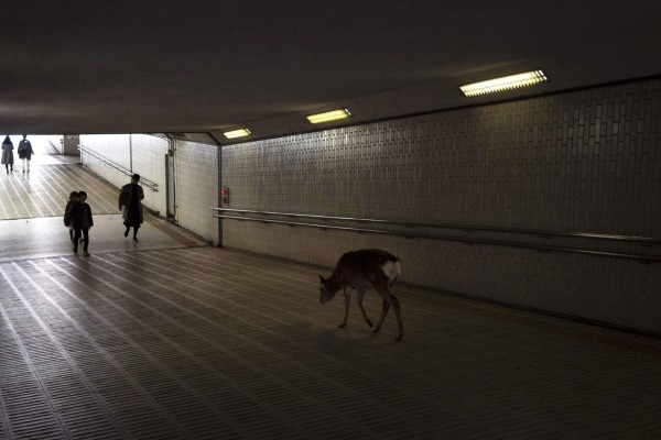 FOTOS: Animales salvajes pasean por las calles ante ausencia de humanos