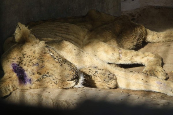 Desgarradoras imágenes de leones en extrema desnutrición en Sudán; hoy falleció uno