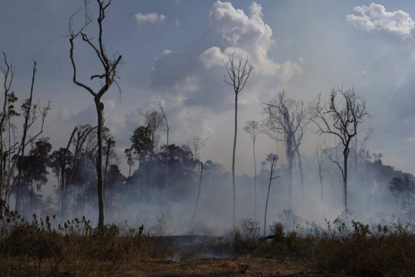 Animales muertos y bosques en cenizas: Las fotos de Amazonia en llamas