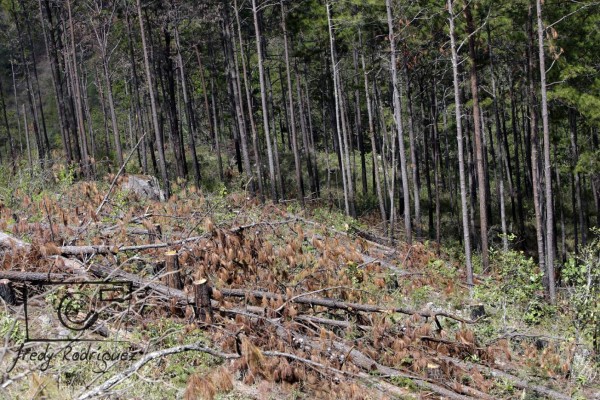 15 mil pinos son cortados diriamente en la capital por plaga del gorgojo