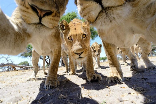 Galería: ¿Quién dice que los animales no pueden tomarse selfies?