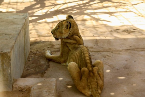 Desgarradoras imágenes de leones en extrema desnutrición en Sudán; hoy falleció uno