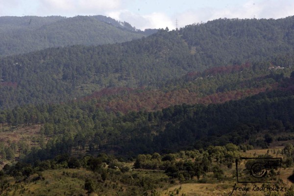 15 mil pinos son cortados diriamente en la capital por plaga del gorgojo