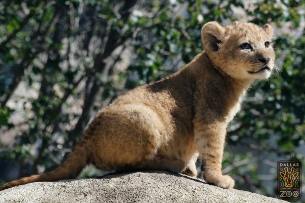 FOTOS: Bahati, la leoncita que sirvió de modelo para dar vida a Simba en 'El Rey León'