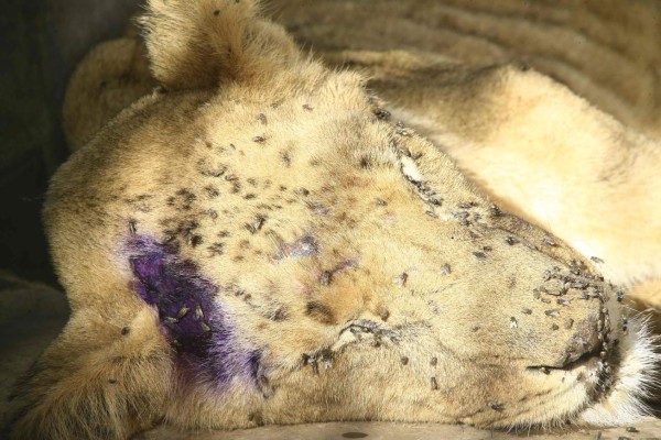 Desgarradoras imágenes de leones en extrema desnutrición en Sudán; hoy falleció uno