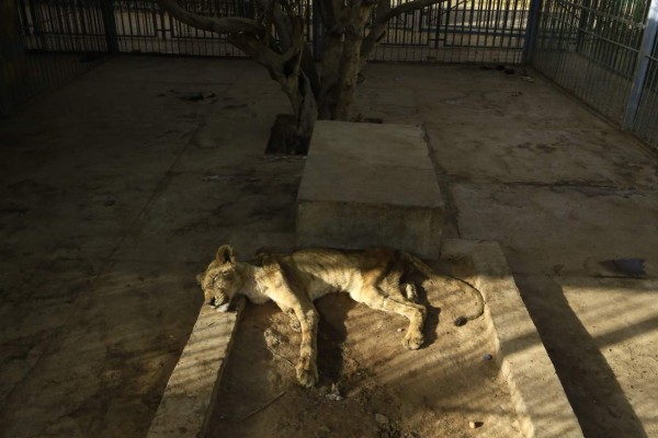 Desgarradoras imágenes de leones en extrema desnutrición en Sudán; hoy falleció uno