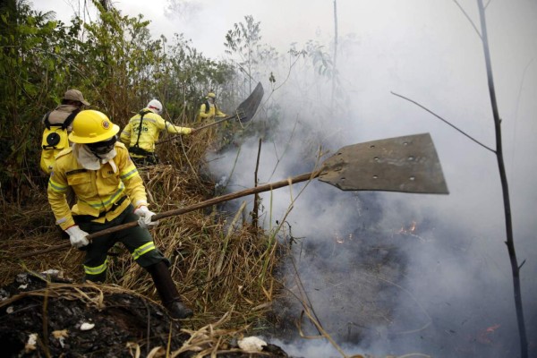 Animales muertos y bosques en cenizas: Las fotos de Amazonia en llamas