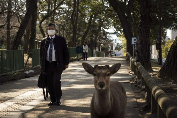 FOTOS: Animales salvajes pasean por las calles ante ausencia de humanos