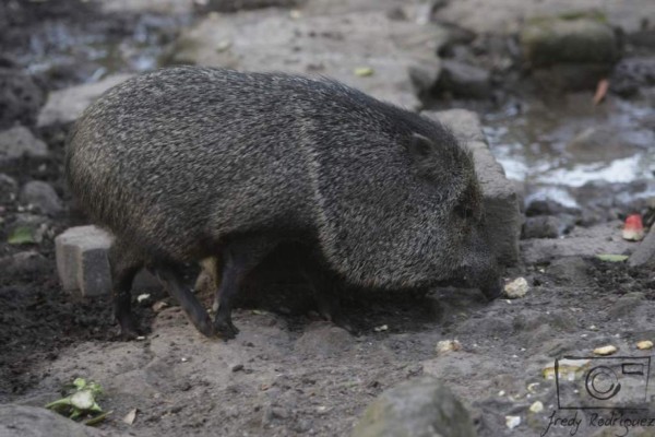 Una tarde con los animales del zoológico Rosy Walther