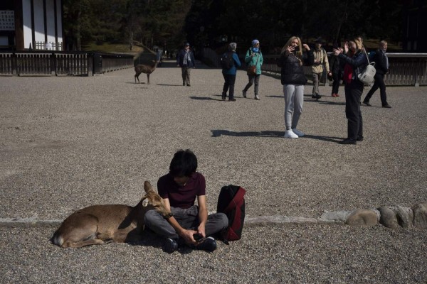 FOTOS: Animales salvajes pasean por las calles ante ausencia de humanos