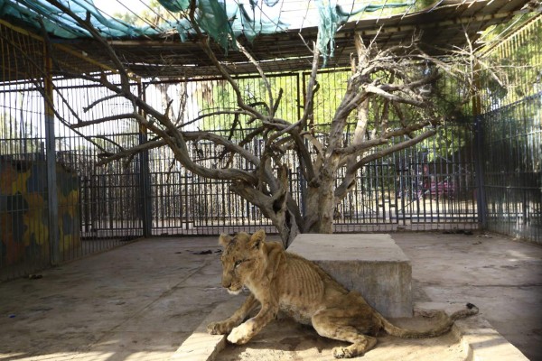 Desgarradoras imágenes de leones en extrema desnutrición en Sudán; hoy falleció uno