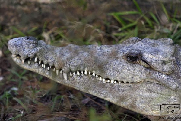 Una tarde con los animales del zoológico Rosy Walther