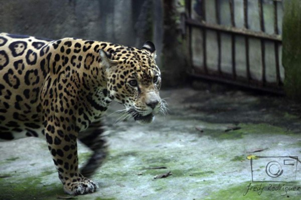 Una tarde con los animales del zoológico Rosy Walther