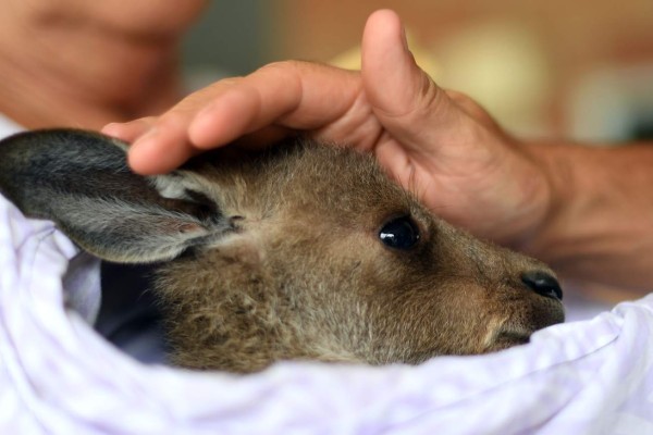 'Suerte', el valiente bebé canguro rescatado de los incendios en Australia