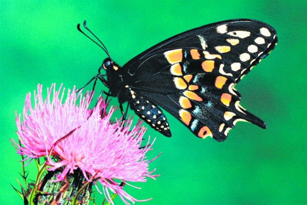 Jardín de mariposas en el paraíso terrenal