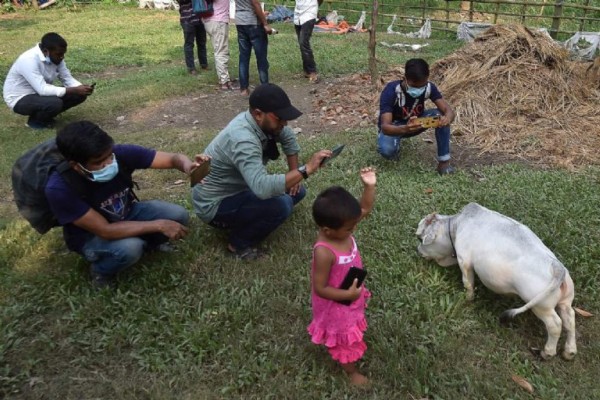 Rani, la vaca más enana del mundo que provoca sensación en Bangladés (FOTOS)