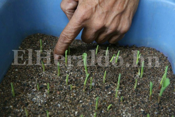 Honduras: Distribuyen semillas resistentes a la sequía y altas temperaturas