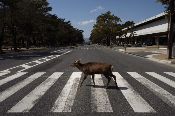 FOTOS: Animales salvajes pasean por las calles ante ausencia de humanos