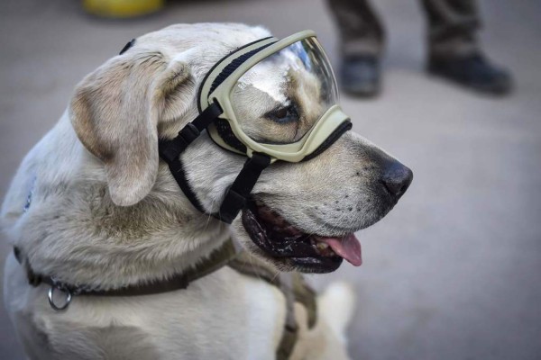 Frida, la heroína que ladra y no usa casco tras sismo en México