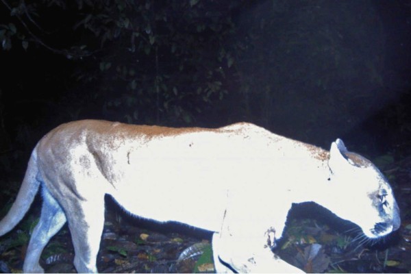 FOTOS: Los exóticos animales que se creían extintos y fueron encontrados en Honduras