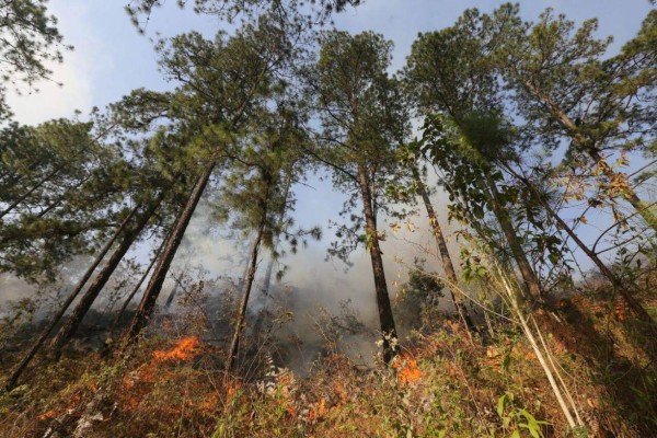 Bomberos combaten nuevo incendio en la parte baja de El Hatillo, salida a Olancho