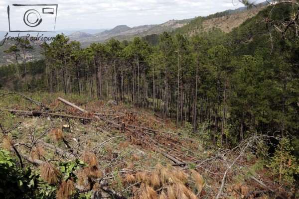 15 mil pinos son cortados diriamente en la capital por plaga del gorgojo