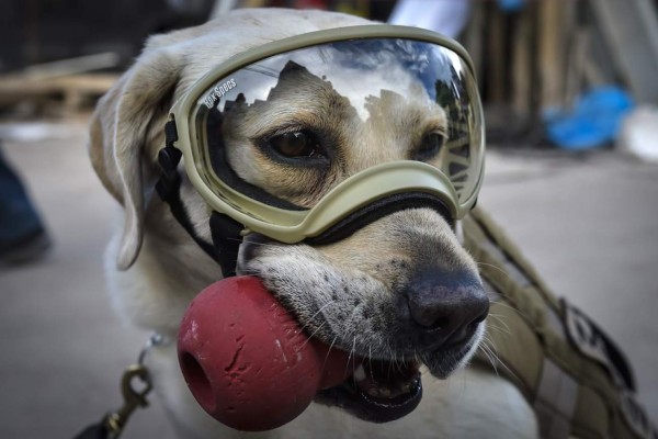 Frida, la heroína que ladra y no usa casco tras sismo en México